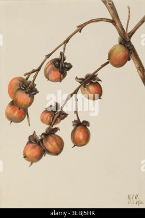 Image historique de Persimmon (Diospyros virginiana), illustration botanique de Mary Vaux Walcott, 1920, représentant un fruit orange mûr suspendu à des branches minces avec une forme naturelle détaillée. Banque D'Images