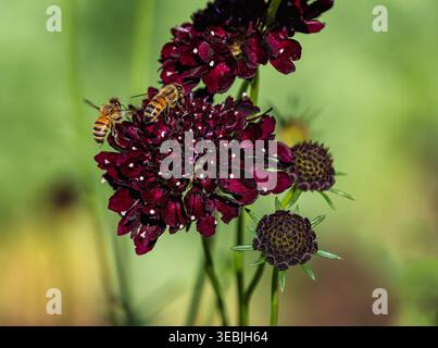 Deux abeilles domestiques visitant une fleur de Pinhion de couleur marron de la variété Black Knight. Vue rapprochée. Banque D'Images