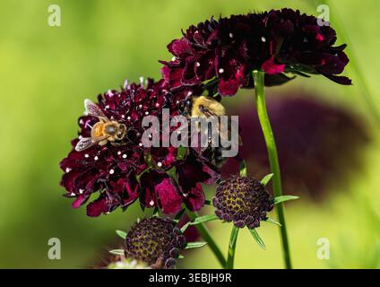 Un grand Bumblebee et un Honeybee se nourrissant de fleurs Pinhion d'une couleur marron profonde veloutée. Vue rapprochée. Banque D'Images