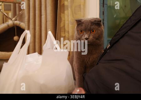 Chat gris avec les yeux brillants assis près des sacs. La queue recourbée et la fourrure douce le rendent confortable. Chat regarde directement, curieux et alerte. L'arrière-plan montre la maison Banque D'Images