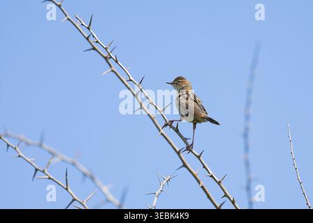 Zitting cisticola Cisticola juncidis, adulte perché sur une brindille, Tolède, Espagne, avril Banque D'Images