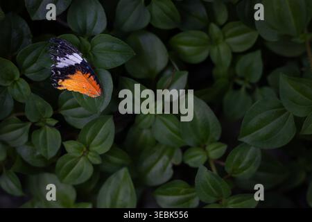 Vue rapprochée d'une aile de papillon monarque tombée sur des feuilles vertes. Perspective supérieure. Concept environnemental. Banque D'Images