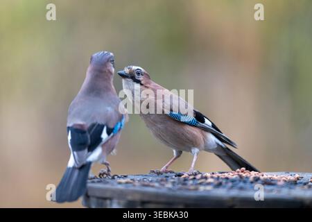 Jay eurasien (Garrulus glandarius) perché sur un poteau en bois, Poznań, Pologne, mars 2025 Banque D'Images