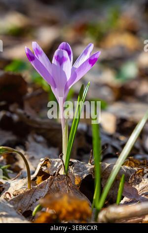 Gros plan avec un crocus géant printanier Crocus heuffelianus ou Crocus vernus. fleur violette fleurissant dans la forêt. Banque D'Images