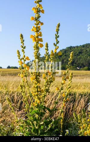 Molène commune - fleurs jaune pâle de la plante verbascum nigrum, utilisée comme herbe et médecine - poussant dans le jardin médicinal. Banque D'Images