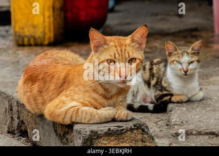 Deux chats se relaxant dans Darajani Bazaar à Stone Town, Zanzibar, Tanzanie Banque D'Images