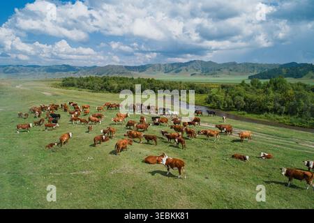 La vue aérienne capture le troupeau d'un bétail et des chevaux paissant paisiblement dans une vaste vallée de montagne verte près d'une rivière sinueuse par une journée d'été claire Banque D'Images