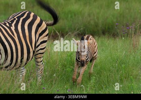 Vue d'une scène dynamique avec un poulain zébré ludique qui court dans une herbe verte éclatante et les rayures noires et blanches frappantes d'un zèbre adulte, Kruger Pa Banque D'Images