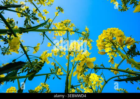 Vue de fleurs de colza jaune éclatantes atteignant le ciel bleu clair, une perspective au niveau du sol capturant la beauté du printemps, Sremska Mitrovi Banque D'Images