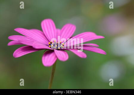 Vue de dessus de Dimorphotheca ecklonis (Cap marguerite) fleur Banque D'Images
