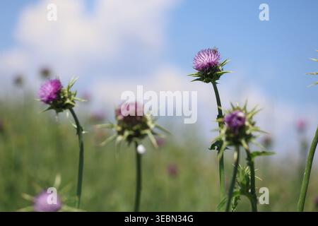 Fleurs de chardon Marie violettes (Silybum marianum) fleurissant dans un pré avec un fond bokeh vert doux Banque D'Images