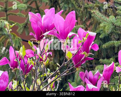 Arbre de magnolia de lis fleuri avec des fleurs roses à côté d'une épinette à feuilles persistantes. Floraison printanière, jardinage ornemental, botanique urbaine, résidentiel Banque D'Images