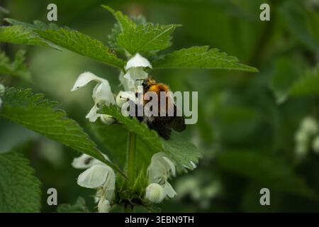 Bourdon recueillant le pollen des fleurs d'ortie blanche morte Banque D'Images