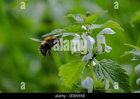 Une abeille cardée commune (Bombus pascuorum) en plein vol, approchant des fleurs d'ortie blanche mortes avec du pollen visible sur ses pattes. Banque D'Images