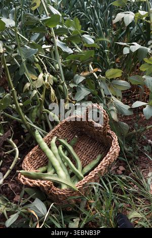 Récolte de fèves fraîches dans le panier de jardin Banque D'Images