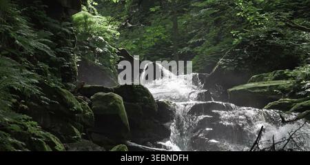 Cascade en cascade sur des rochers moussseux dans un ravin forestier profond luxuriant Banque D'Images