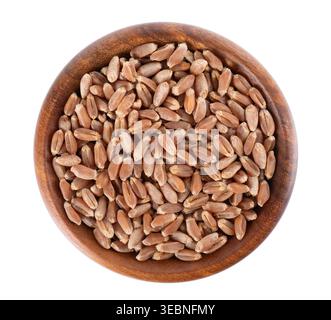 Grains d'épeautre pelés organiques isolés sur fond blanc. Triticum spelta ou blé foncé dans un bol en bois. Masque. Vue de dessus Banque D'Images