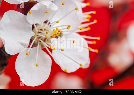 Délicate fleur d'abricot blanc avec étamines jaune vif sur fond rouge vif Banque D'Images