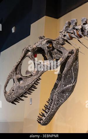 Squelette monté d'Allosaurus fragilis au Dinosaur Journey Museum, Fruita, Colorado. Banque D'Images