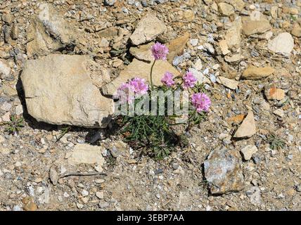 Une plante Sea Thrift, (Armeria maritima), thrift, thrift de mer ou rose de mer, Angleterre, Royaume-Uni Banque D'Images