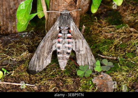 Privet Hawkmoth (Sphinx ligustri). Imago assis sur l'écorce. Allemagne Banque D'Images