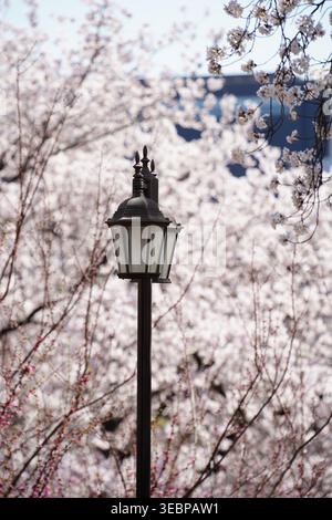 Lampadaire vintage entouré de beaux cerisiers en fleurs au printemps sous le ciel bleu Banque D'Images