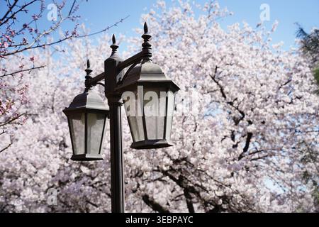 Lampadaire vintage entouré de beaux cerisiers en fleurs au printemps sous le ciel bleu Banque D'Images