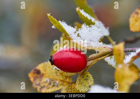 Chien Rose (Rosa canina), hanche rose en hiver. Allemagne Banque D'Images