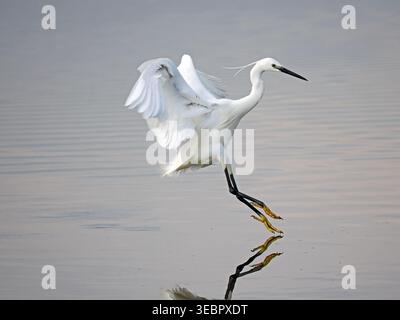 Little Egret (Egretta garzetta) entrant pour atterrir dans l'eau plate des étangs de la réserve naturelle de Leighton Moss RSPB, Lancashire, Angleterre, Royaume-Uni Banque D'Images