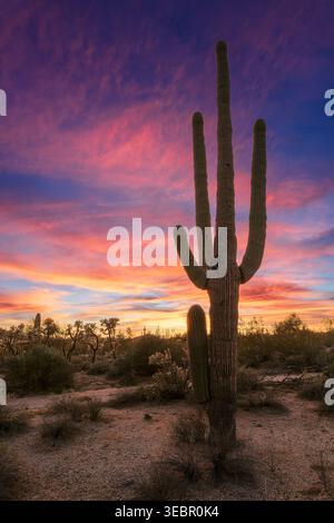 Paysage pittoresque du désert de Sonora avec un cactus Saguaro au coucher du soleil à Phoenix, Arizona. Banque D'Images