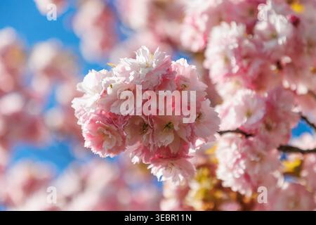 26.04.2026 - Die Japanische Blütenkirsche Prunus serrulata, auch Orientalische Kirsche, Ostasiatische Kirsche oder Grannenkirsche, Nelkenkirsche 1 genannt, ist eine Pflanzenart aus der Gattung Prunus in der Familie der Rosengewächse Rosaceae Pasewalk Vorpommern-Greifswald Deutschland *** 26 04 2026 la cerise à fleurs japonaises Prunus serrulata , également appelée cerise, la famille des cerises d'Asie de l'est une espèce grise de l'est une espèce grise de l'ouest du genre grêne de l'Allemagne Banque D'Images