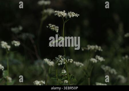 Fleurs sauvages blanches délicates fleurissant sur des tiges vertes sur un fond sombre Banque D'Images