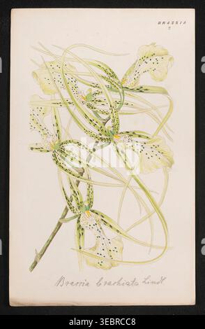 Brassia brachiata orchidée illustration botanique mettant en valeur de délicats pétales tachetés verts et jaunes sur une seule tige, présentant un enregistrement scientifique et artistique de l'histoire naturelle. Extrait de « descriptions des genres d'orchidées » par Kraenzlin, Fritz, 1847-1934 publié à Berlin entre 1880 et 1908. Botaniste et orchidologue allemand. Friedrich Wilhelm Ludwig Kränzlin (1847-1934) a poursuivi les travaux de John Lindley, 'père de l'orchidologie', et Heinrich Gustav Reichenbach (1823-1889), le plus grand orchidologue allemand du XIXe siècle, identifiant et classant de nombreux nouveaux genres et espèces d'orchidées Banque D'Images