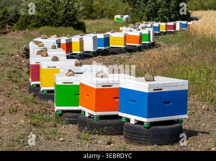 Une rangée de ruches d'abeilles colorées dans le parc forestier national d'Akamas, Chypre Banque D'Images