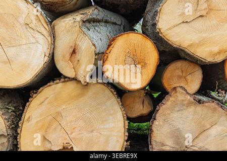 Gros plan d'un tas massif de bûches de bois coupées dans une forêt ou une cour de bois. Vue détaillée des anneaux en bois, écorce et surfaces sciées pour usage industriel. Banque D'Images