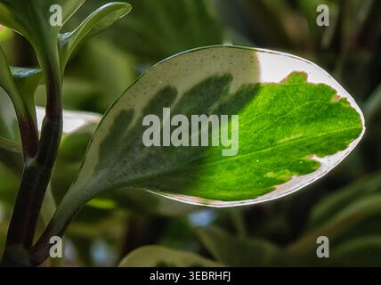 Une plante de caoutchouc bébé en silhouette Banque D'Images