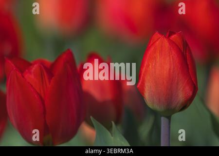 Tulipes rouges bicolores en journée ensoleillée entièrement ouvertes avec fond vert de gros plan Banque D'Images