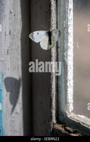 Papillon blanc sur le vieux cadre de fenêtre jetant une ombre en forme de coeur sur le bois altéré à la lumière naturelle du soleil Banque D'Images