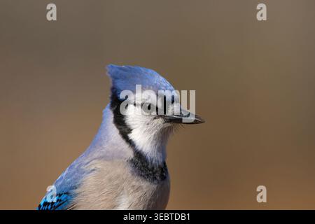 Un gros plan d'un Blue Jay (Cyanocitta cristata) à Toronto, en Ontario, mettant en valeur sa crête bleue éclatante et ses motifs complexes de plumes faciales. Banque D'Images