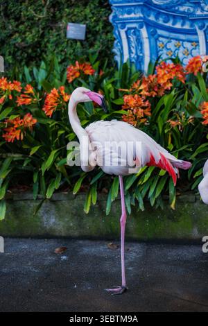 Un flamant rose se tient sur une jambe près du clivia orange et une murale de tuiles azulejo à Madère, au Portugal. Lumière du jour douce et faible profondeur de champ accentuée Banque D'Images