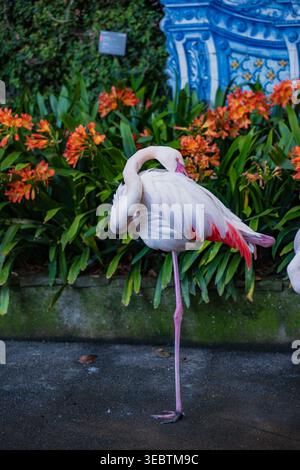 Un flamant rose solitaire se tient sur une jambe, avec des fleurs orangées et du feuillage. Un mur de carrelage azulejo bleu et blanc est derrière, à Madère, Portugal, un Banque D'Images