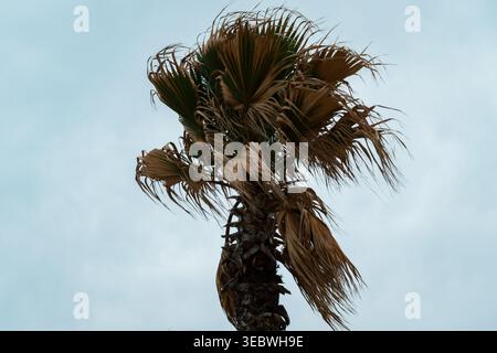 Palmier soufflé par le vent sous ciel couvert Banque D'Images