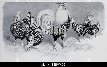 Groupe de volaille domestique représentant un coq avec son plumage tacheté distinctif aux côtés de quatre poules debout sur un fond solide dans une illustration à l'encre vintage. Wright's book of Poultry par Lewis Wright, 1838-1905, Sidney Herbert Lewer, publié en 1912 Banque D'Images