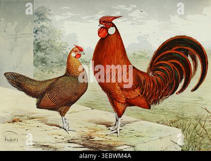 Coq et poule de Hambourg ornés d'un crayon d'or debout sur un rebord en béton de profil, illustration de style vintage mettant en valeur le plumage distinctif et les caractéristiques traditionnelles de la race de volaille. Wright's book of Poultry par Lewis Wright, 1838-1905, Sidney Herbert Lewer, publié en 1912 Banque D'Images