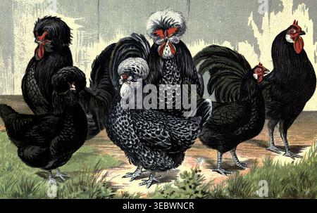 Gravure vintage diversifiée de races de poulet françaises - Crevecoeur, Houdan, la flèche - debout sur l'herbe, scène agricole rustique. The Practical Poultry Keeper par Lewis Wright, 1838-1905 publié en 1901 Banque D'Images