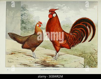 Coq et poule de Hambourg ornés d'un crayon d'or debout sur un rebord en béton de profil, illustration de style vintage mettant en valeur le plumage distinctif et les caractéristiques traditionnelles de la race de volaille. Wright's book of Poultry par Lewis Wright, 1838-1905, Sidney Herbert Lewer, publié en 1912 Banque D'Images