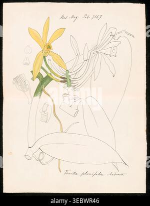 Dessin botanique d'orchidée de vanille planifolia illustrant une plante à fleurs jaunes avec une tige verte et des feuilles délimitées, représentant des œuvres d'art scientifiques historiques tirées d'un magazine botanique. Extrait de « descriptions des genres d'orchidées » par Kraenzlin, Fritz, 1847-1934 publié à Berlin entre 1880 et 1908. Botaniste et orchidologue allemand. Friedrich Wilhelm Ludwig Kränzlin (1847-1934) a poursuivi le travail de John Lindley, 'père de l'orchidologie', et Heinrich Gustav Reichenbach (1823-1889), le plus grand orchidologue allemand du XIXe siècle, identifiant et classant de nombreux nouveaux genres d'orchidées et de nouvelles Banque D'Images