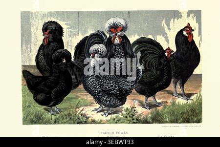 Gravure vintage diversifiée de races de poulet françaises - Crevecoeur, Houdan, la flèche - debout sur l'herbe, scène agricole rustique. The Practical Poultry Keeper par Lewis Wright, 1838-1905 publié en 1901 Banque D'Images