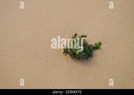 Un cliché minimaliste et en grand angle d'un seul amas d'algues vertes éclatantes échouées sur du sable lisse et bronzé. Banque D'Images