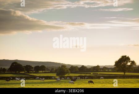 Paysage agricole de Low weald avec pâturage de bétail et South Downs à distance, Ringmer, East Sussex, Royaume-Uni. Banque D'Images